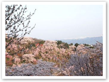 花見山公園